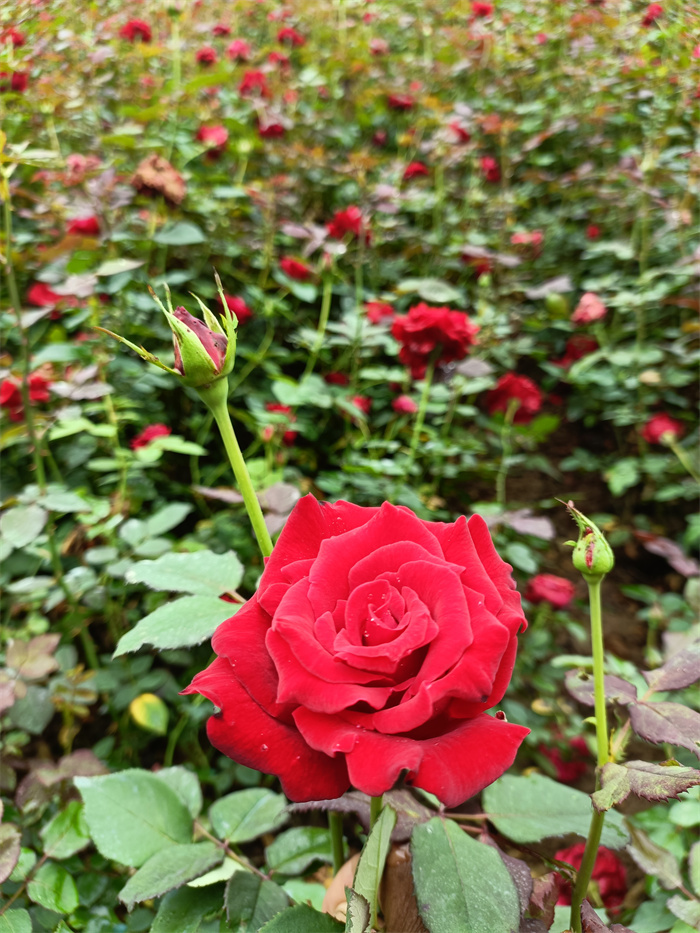 鮮花