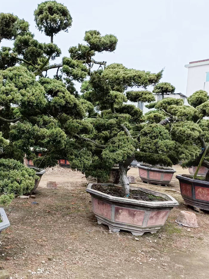 龍柏造型