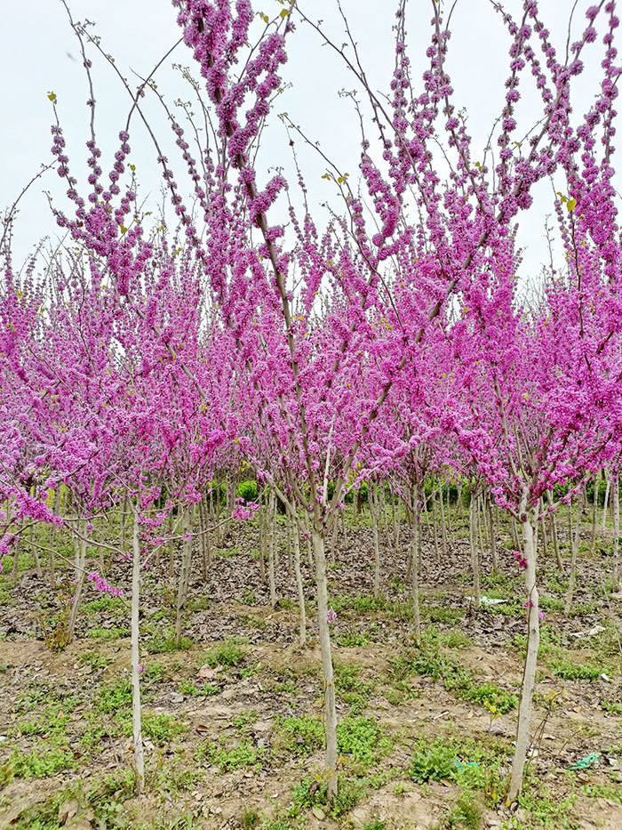 紫金花
