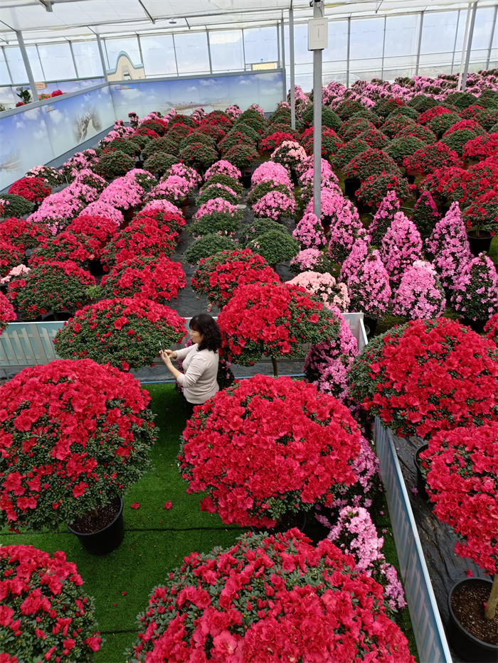 鮮花