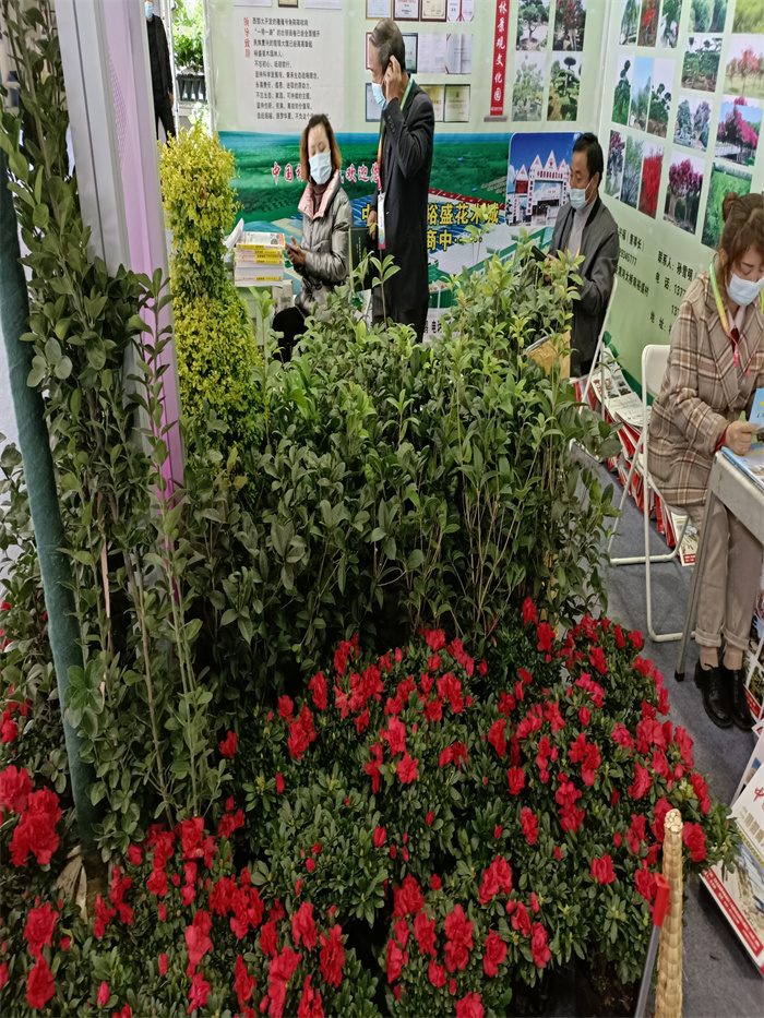 景觀