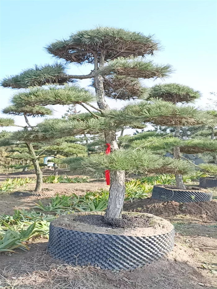 黑松