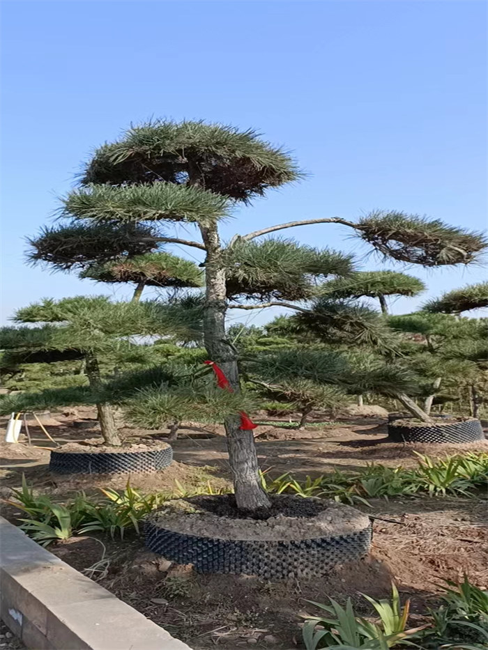 黑松