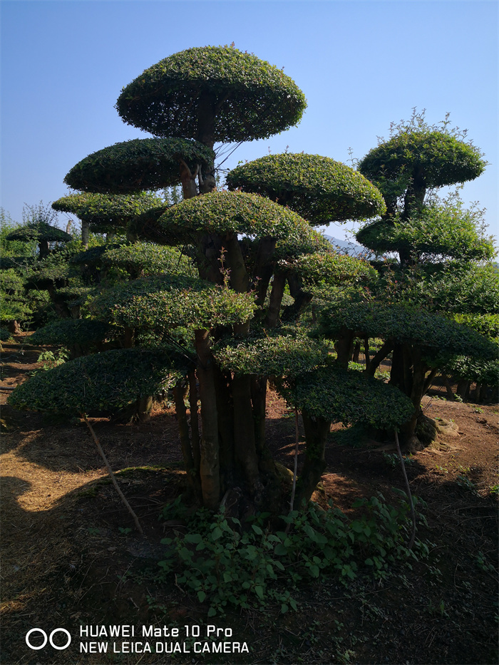 景觀