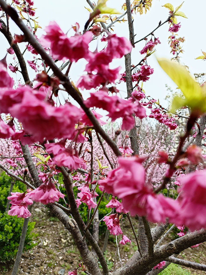 櫻花