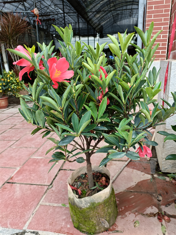 鮮花