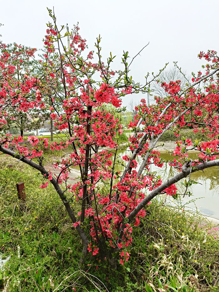 鐵梗海棠