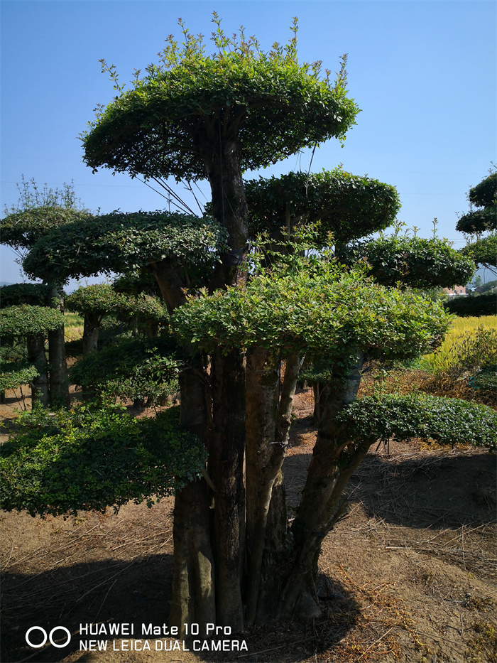 景觀