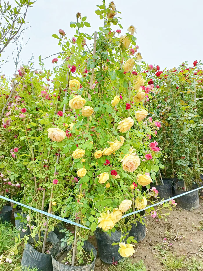 黃花藤本月季