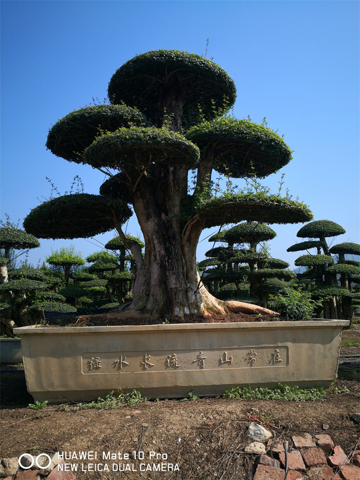 景觀