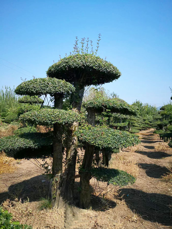 對接白臘