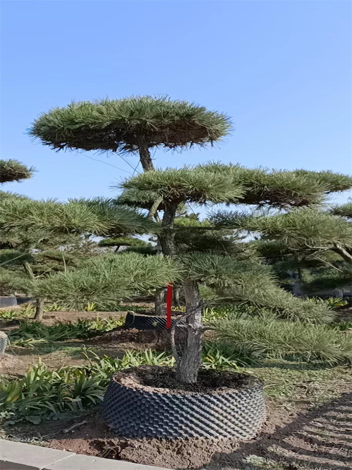 黑松