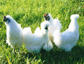 功能性酶解鸡粉