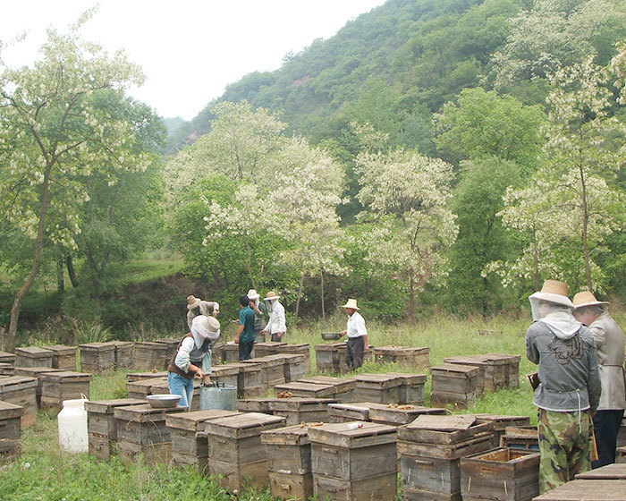 蜂蜜基地