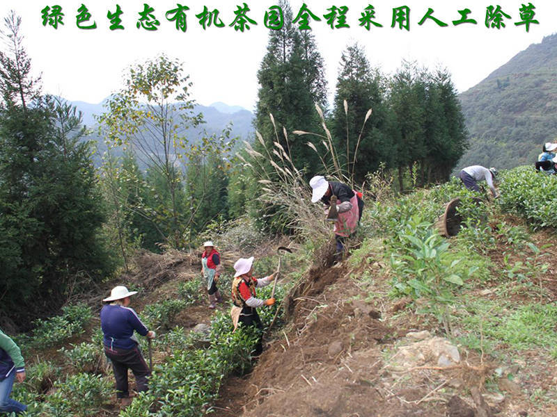 雾翠茗香茶生态有机茶园