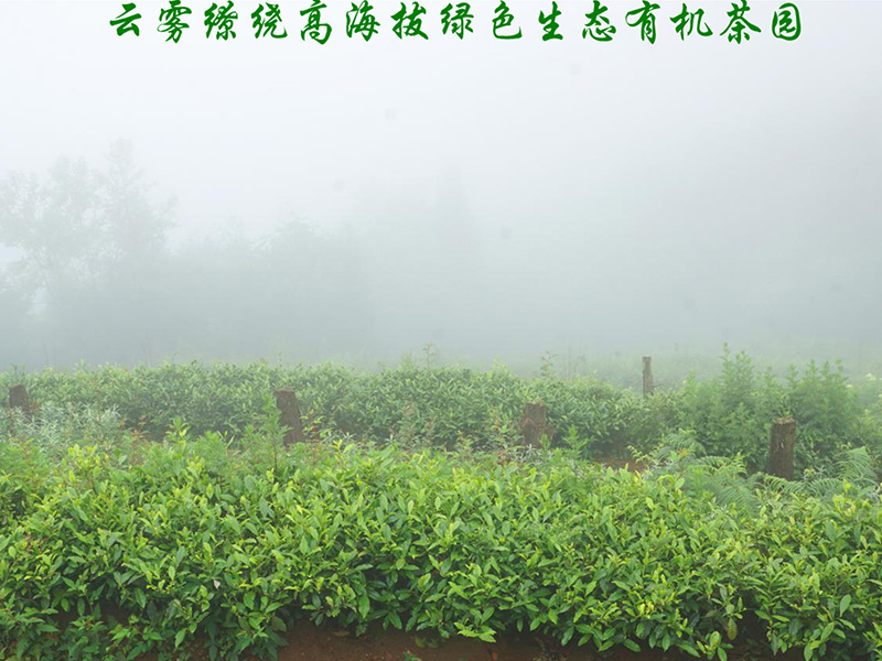 雾翠茗香茶生态有机茶园