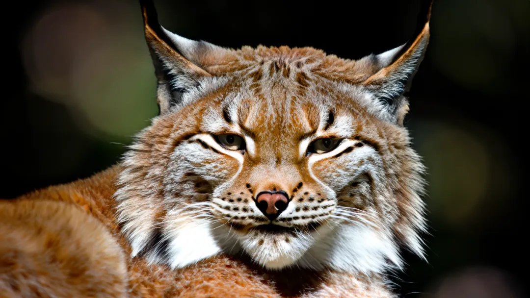 KANGLIAN