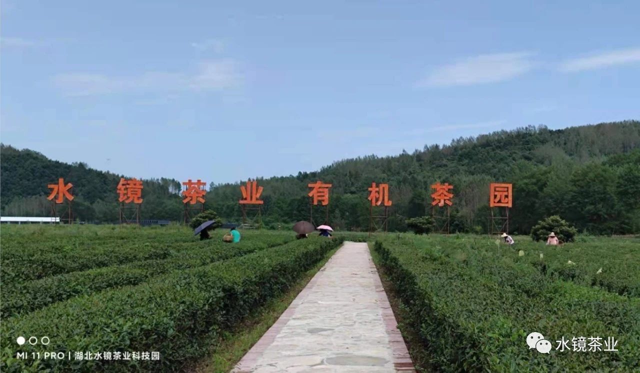 一葉知秋 約會秋天 水鏡茶業秋茶上市