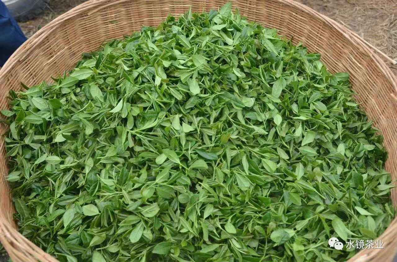 一葉知秋 約會秋天 水鏡茶業秋茶上市