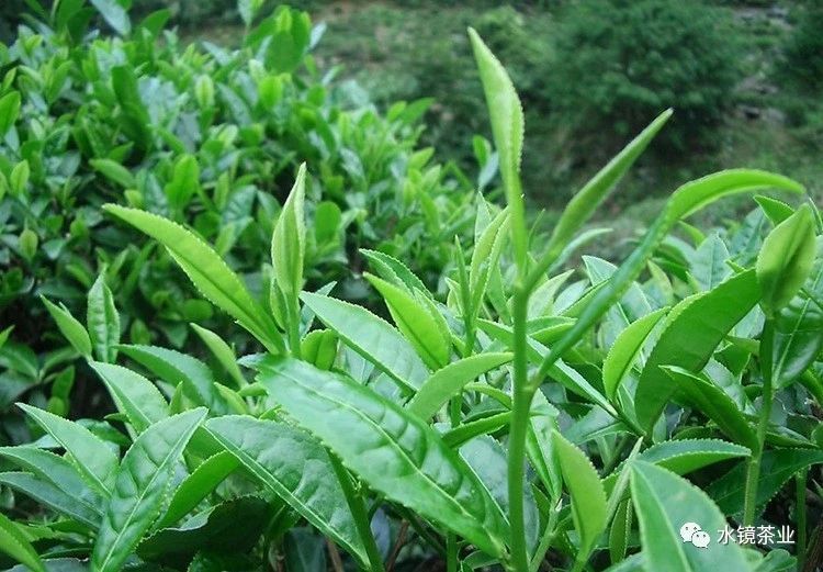 一葉知秋 約會秋天 水鏡茶業秋茶上市