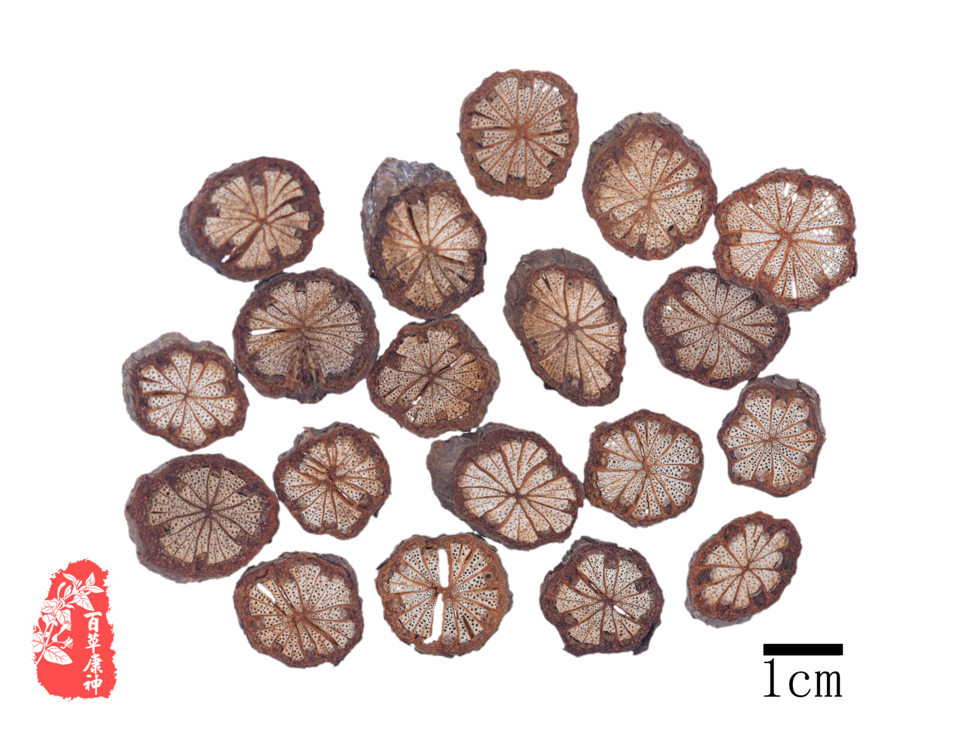 大血藤-神农架植物-图片