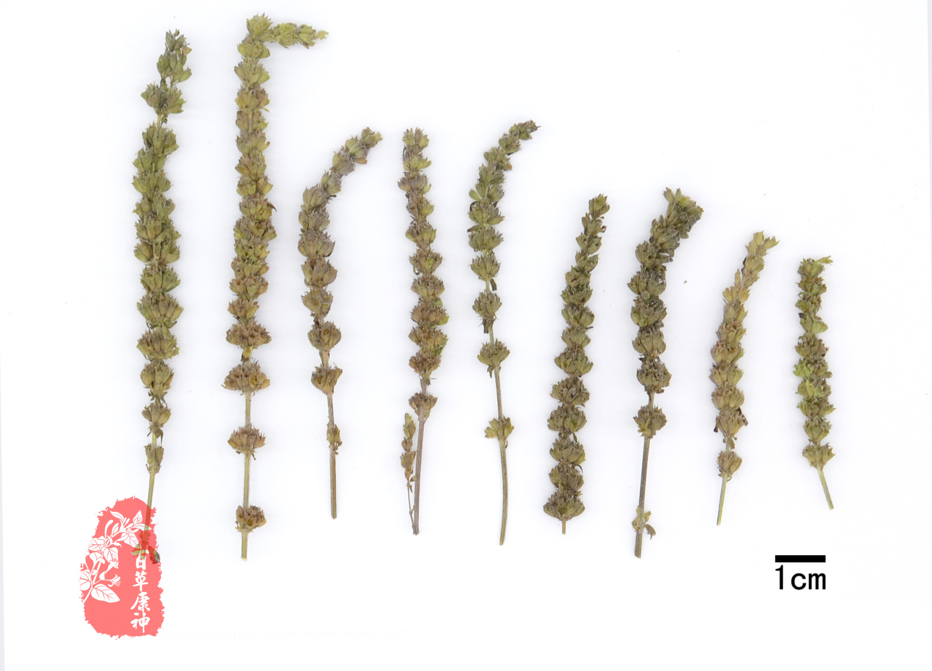 荆芥穗