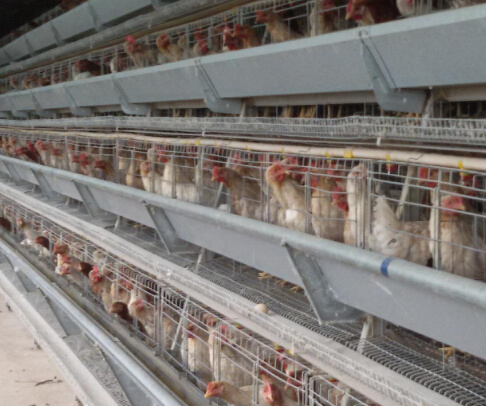  全自动养鸡设备 在养殖业中起着不可替代的作用