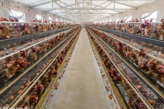 Full automatic chicken breeding equipment "good helper" for large-scale breeding of farmers