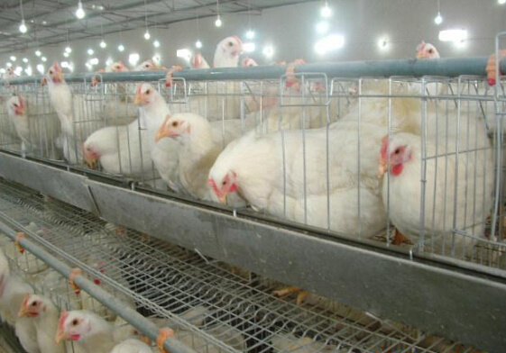 What equipment does chicken breeding need?