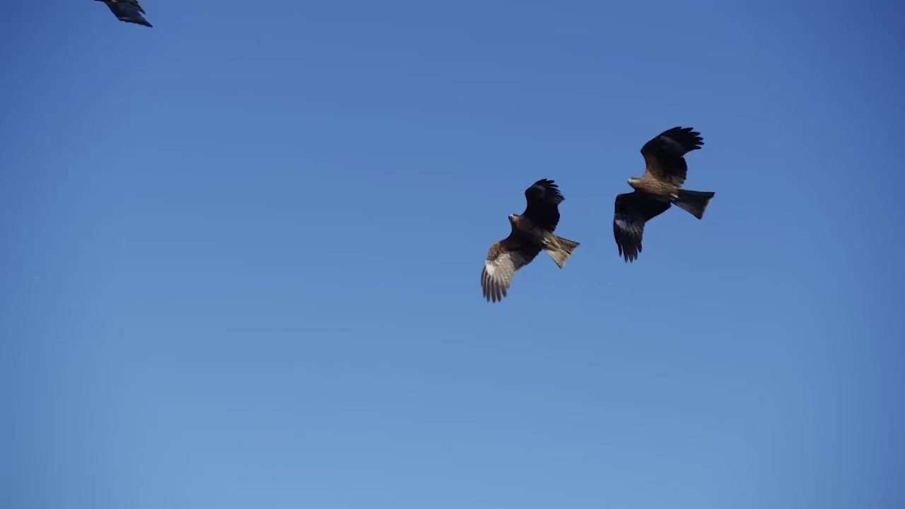 たてものを、いきものに