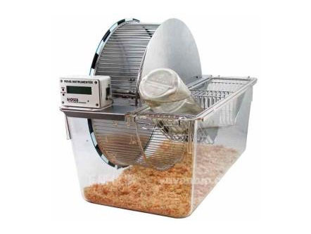 Labmaze rat wheel rhythm monitoring system
