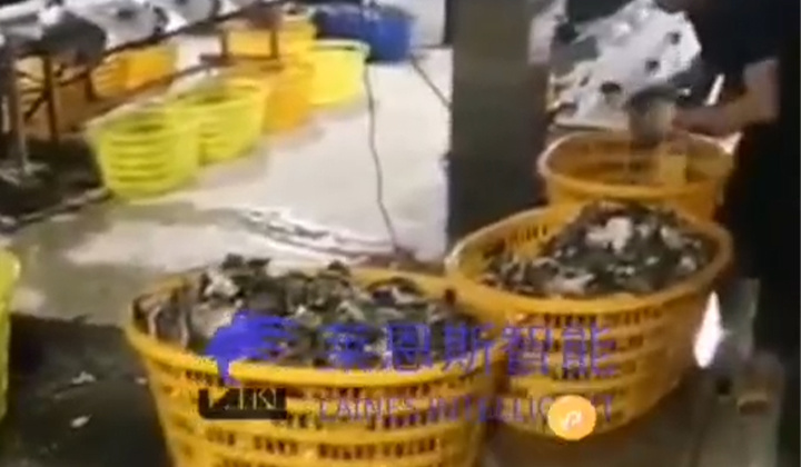 生蚝（牡蛎）重量分选视频