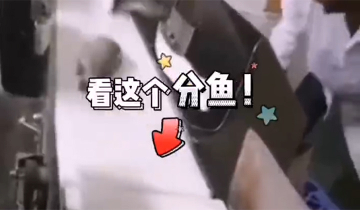 鲈鱼重量分选视频