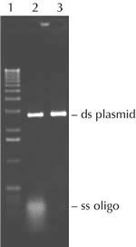 http://www.epibio.com/images/default-source/product-page-images/exoi.jpg?sfvrsn=0.9560400747803741