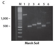 Figure 2C