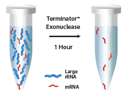 http://www.epibio.com/images/default-source/product-page-images/i_terminator_exonucleasereaction.gif?sfvrsn=0.3028050623391365