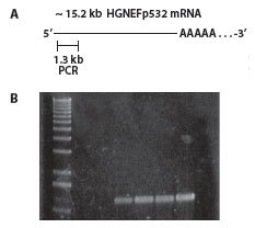 http://www.epibio.com/images/default-source/product-page-images/g_mmlv_full-length_cdna_from_rna.gif?sfvrsn=0.786200676130578