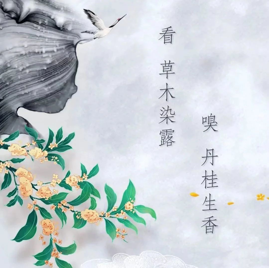 白露丨看，草木染露 嗅，丹桂生香