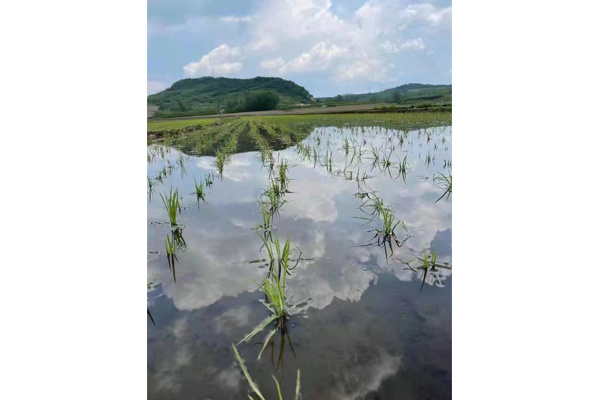 種植基地夏景