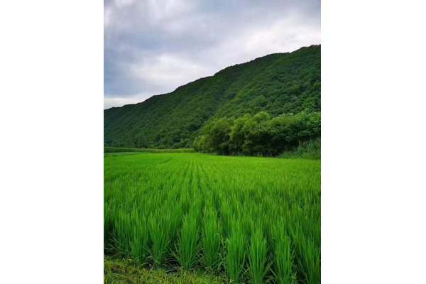 種植基地夏景