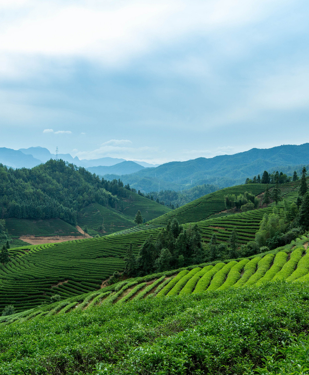 工投茶产业发展有限责任公司