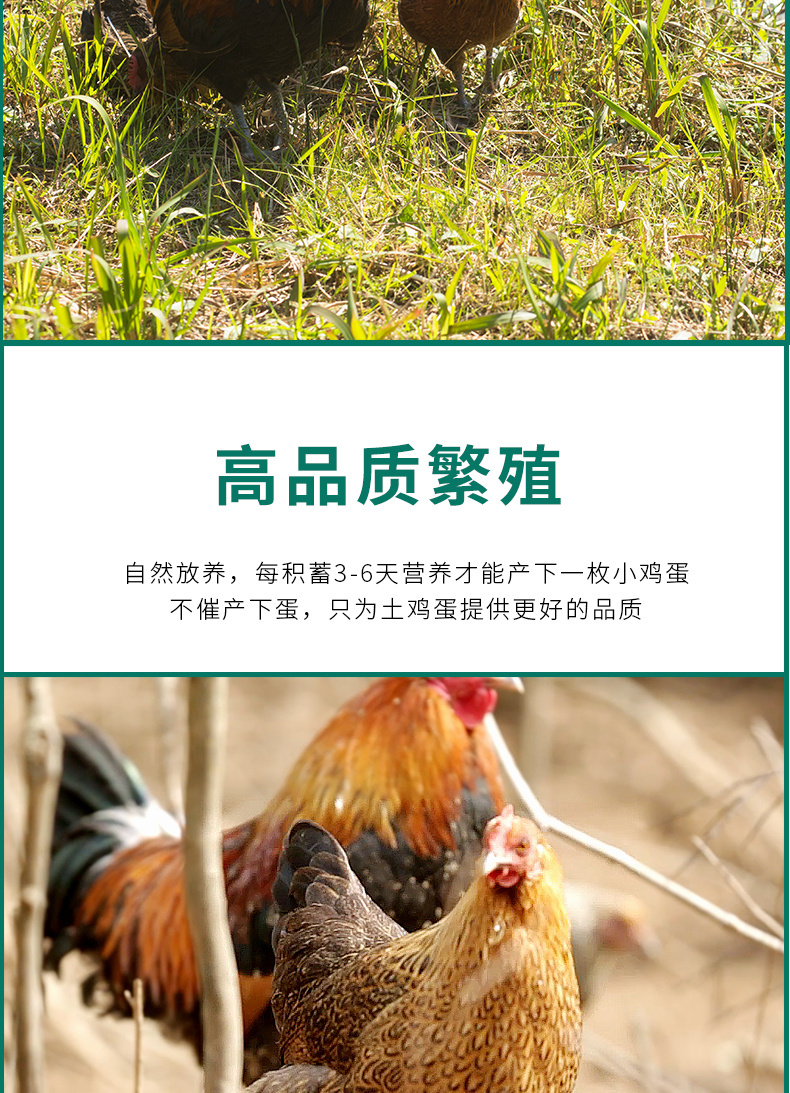 貴州黔東南榕江沉香雞蛋散養土雞蛋30個禮盒裝 鮮雞蛋30個一版