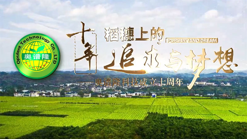 稻穗上的追求与梦想