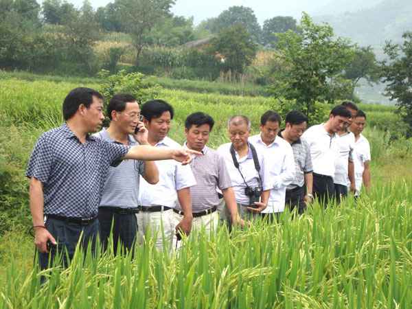 时任湖南省农科院副院长邓华凤（左二）在188bet金博宝官网生产基地察看水稻种子生长情况