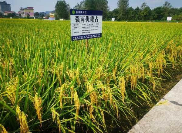 强两优雄占