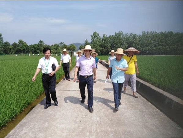 In 2019, Chairman Zhang Zhenhua accompanied the provincial seed industry management office to inspect the leading base