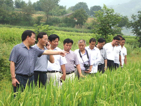 Deng Huafeng (second from left), then vice president of Hunan Academy of Agricultural Sciences, observed the growth of rice seeds in the Opalon production base