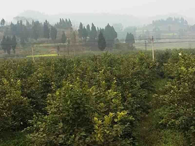 柠檬基地3号