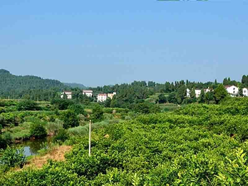 柠檬基地3号