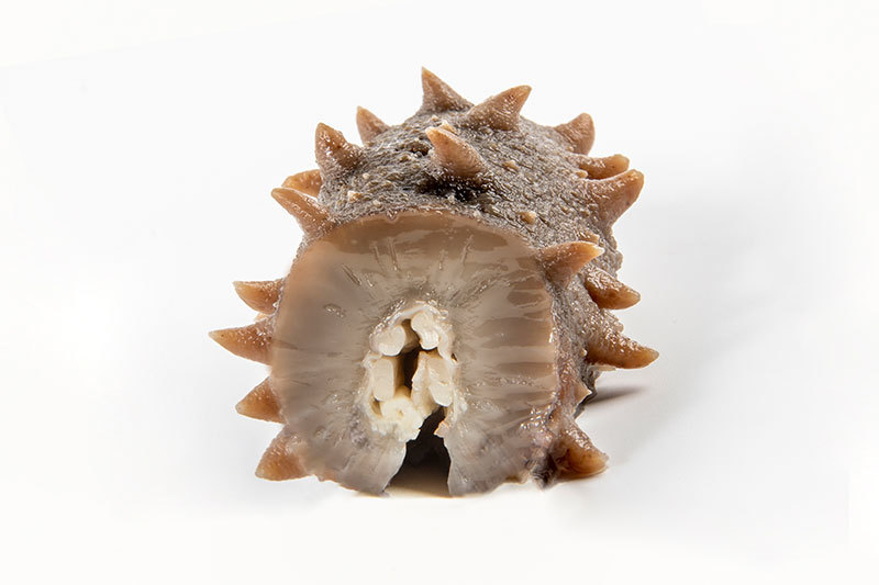 GaoLiZi Sea Cucumber